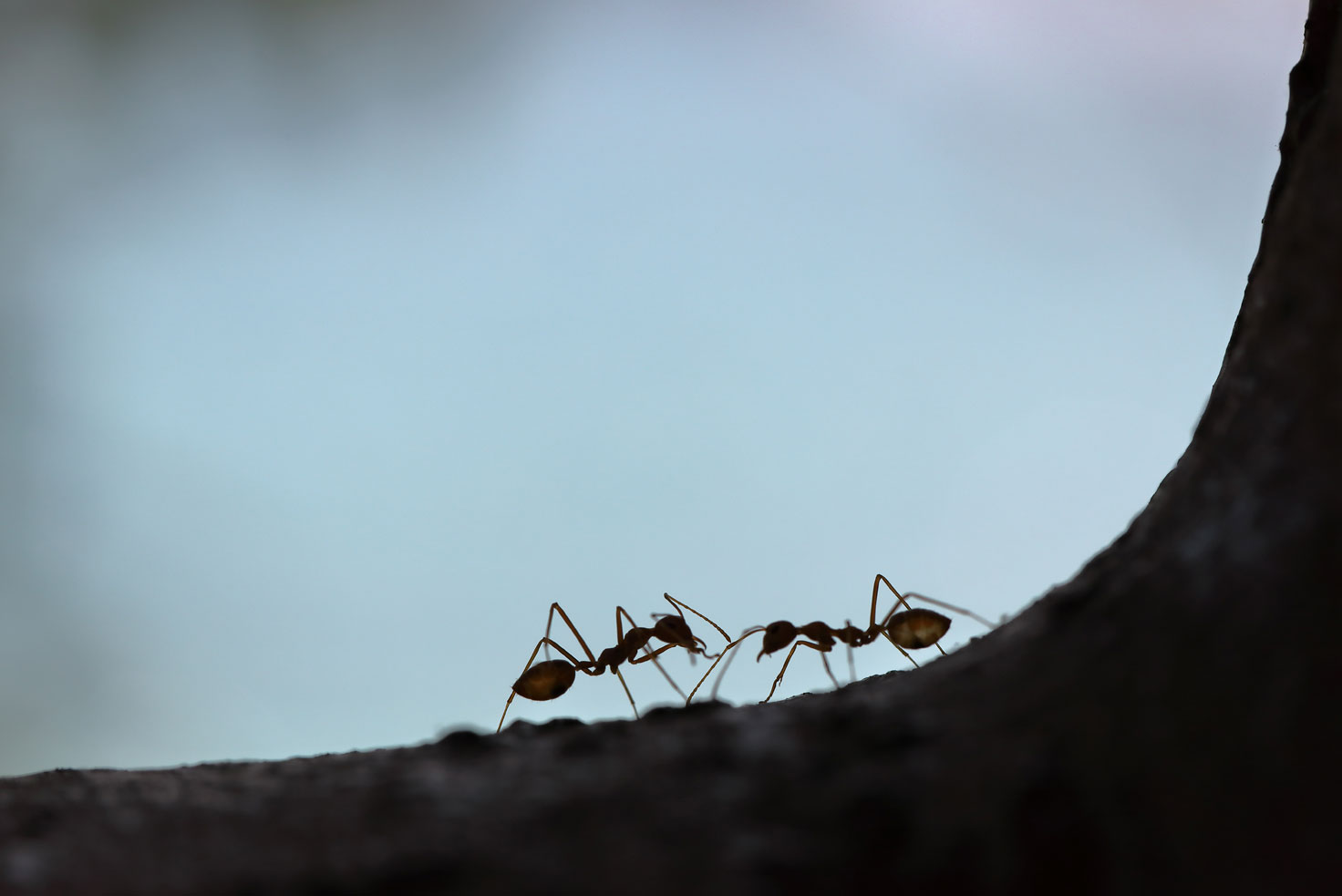 Foto van twee mieren